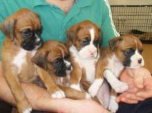 Puppies for sale boxer - Russia, Moscow