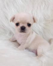 Puppies for sale chihuahua - Ireland, Cork