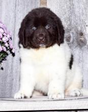 Puppies for sale newfoundland - Ireland, Cork