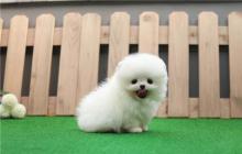 Puppies for sale pomeranian spitz - Luxembourg, Luxembourg