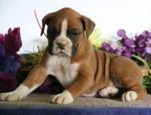 Puppies for sale boxer - Azerbaijan, Azerbaijan