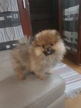 Puppies for sale pomeranian spitz - Slovenia, SKOPJE MACEDONIA. Price 1500 €