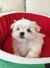 Puppies for sale maltese - Belarus, Vitebsk