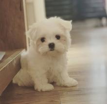Puppies for sale maltese - Georgia, Batumi
