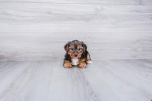 Puppies for sale yorkshire terrier - USA, Idaho. Price 500 $
