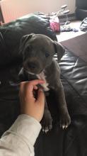 Puppies for sale staffordshire bull terrier - Germany, Zwickau. Price 250 €