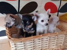 Puppies for sale chihuahua - Georgia, Burn