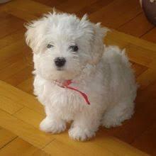 Puppies for sale maltese - Cyprus, Paphos