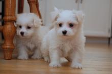 Puppies for sale maltese - Cyprus, Larnaca