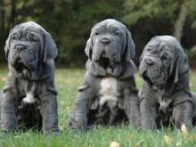 Puppies for sale neapolitan mastiff - Belgium, Brussels. Price 32 €