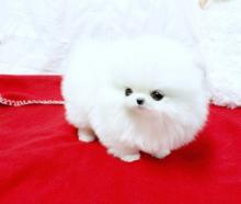 Puppies for sale pomeranian spitz - Cyprus, Nicosia