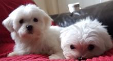Puppies for sale maltese - Romania, Golden