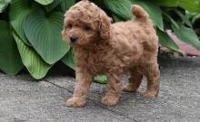 Puppies for sale poodle - Sweden, Kalmar