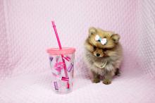 Puppies for sale pomeranian spitz - Cyprus, Ayia Napa