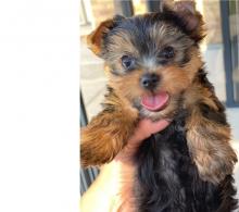 Puppies for sale yorkshire terrier - Cyprus, Nicosia