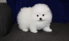 Puppies for sale , pomeranian - Lithuania, Akmene