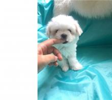 Puppies for sale maltese - Slovakia, Ostrava