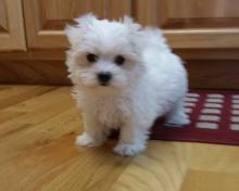 Puppies for sale maltese - Cyprus, Limassol