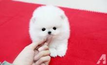 Puppies for sale pomeranian spitz - Cyprus, Paphos