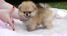 Puppies for sale pomeranian spitz - Sweden, Norcheping