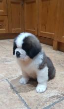 Puppies for sale , saint-bernard - Belgium, Brussels. Price 21 €