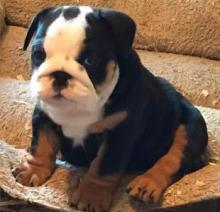 Puppies for sale english bulldog - Moldova, Bender