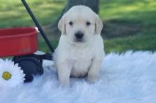 Puppies for sale golden retriever - Austria, Graz