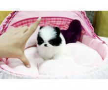 Puppies for sale pomeranian spitz - Estonia, Narva