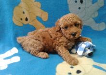 Puppies for sale toy-poodle - Cyprus, Ayia Napa. Price 250 €