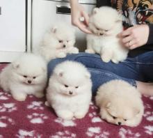 Puppies for sale pomeranian spitz - Sweden, Esbjerg