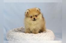 Puppies for sale pomeranian spitz - Hungary, Gyor
