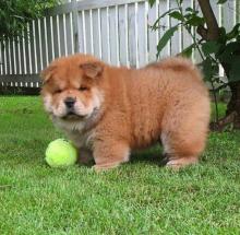 Puppies for sale chow chow - Greece, Athens