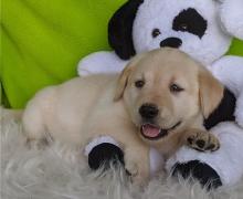 Puppies for sale labrador retriever - Canada, British Columbia, Vancouver