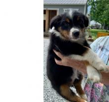 Puppies for sale australian shepherd - Sweden, Goteborg