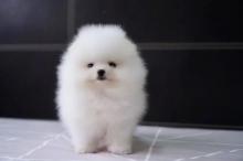 Puppies for sale pomeranian spitz - Sweden, Vesteros. Price 250 €