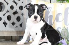 Puppies for sale boston terrier - Armenia, Armenia