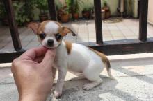 Puppies for sale chihuahua - Hungary, Budapest