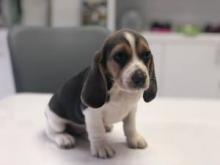 Puppies for sale beagle - Netherlands, Rotterdam