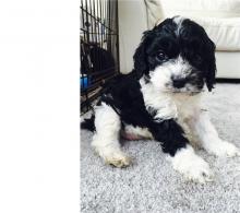 Puppies for sale , cavapoo - Canada, Alberta, Calgary