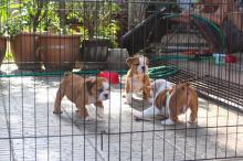 Puppies for sale english bulldog - Hungary, Budapest