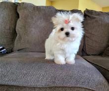 Puppies for sale maltese - Luxembourg, Differdange