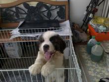 Puppies for sale other breed - Netherlands, Utrecht