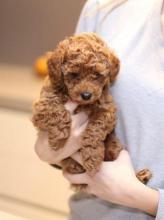 Puppies for sale toy-poodle - Slovakia, Brno. Price 10 €