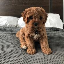 Puppies for sale , cavapoo - Slovenia, Zagreb. Price 10 €