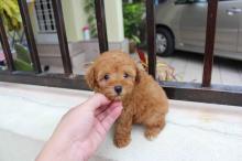 Puppies for sale toy-poodle - Hungary, Budapest