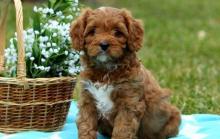 Puppies for sale , cavapoo - Ireland, . Price 32 €