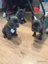 Puppies for sale french bulldog - Greece, Athens. Price 10 €