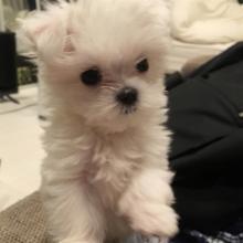 Puppies for sale maltese - Kazakhstan, Pavlodar