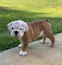 Puppies for sale english bulldog - Armenia, Armenia