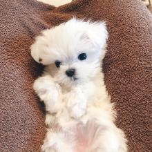 Puppies for sale maltese - Ukraine, Donetsk